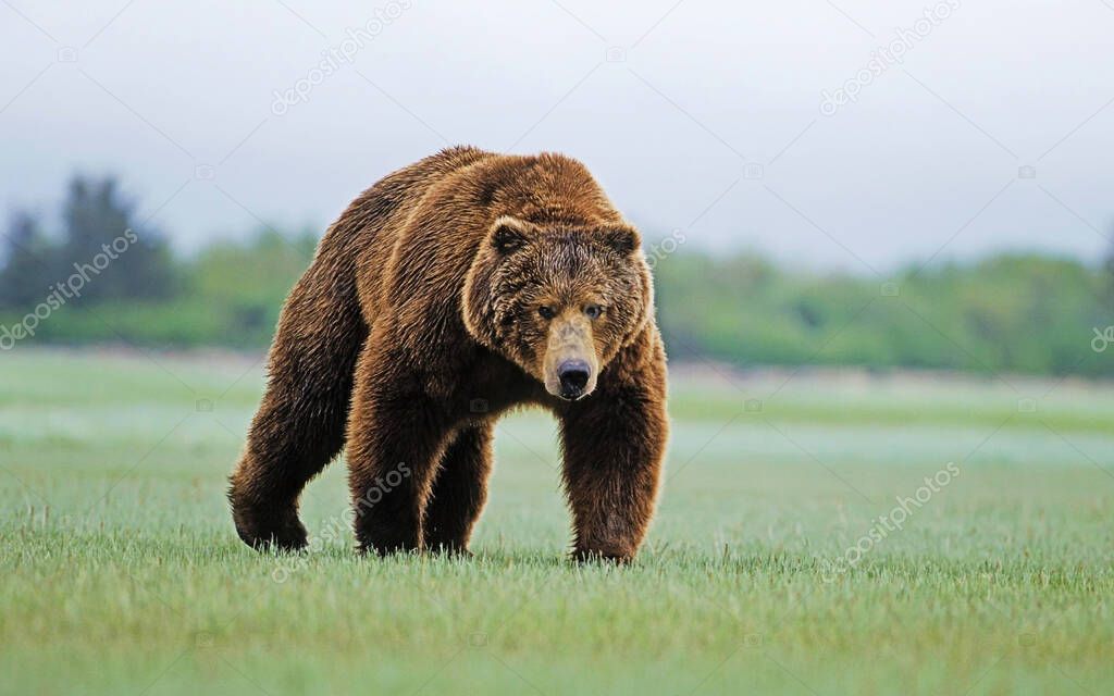 Girzzly bears during mating season. Animal