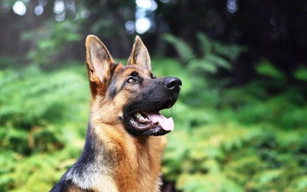 Köpek Onlar Uzun Zamandır Evcil Hayvan Bir Insan Için Iyi — Stok fotoğraf