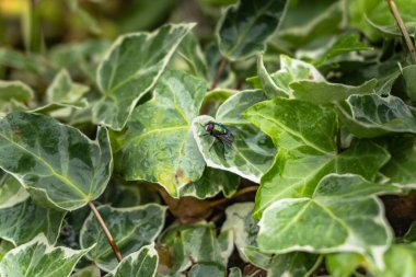 Vahşi Bahçe, mavi şişe yakın çekim sarmaşık bitkisi üzerinde sinek.