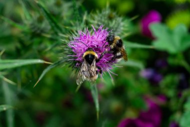 Polen Paylaşan İki Yabanarısı