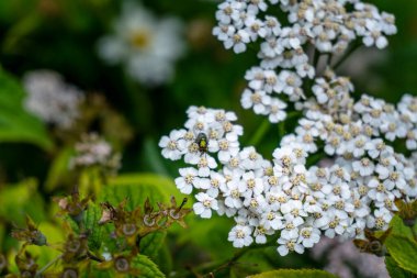 Achillea nobilis 'in nektarıyla beslenen bir Bluebottle' un makro görüntüsü..