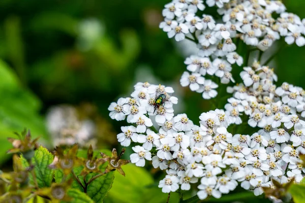 Achillea nobilis 'in nektarıyla beslenen bir Bluebottle' un makro görüntüsü..