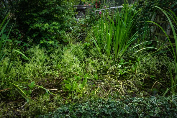 Bild Hur Alla Växter Naturligt Har Tagit Över Dammen — Stockfoto