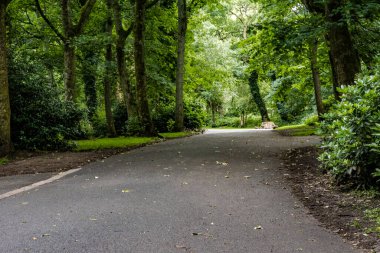 Ormanlık alandaki Taylor Park 'ın güzel doğa görüntüleri..