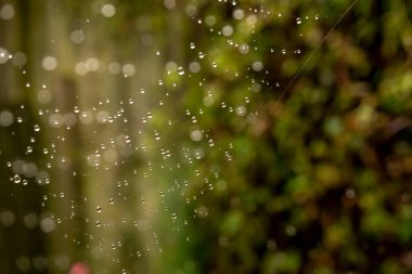 Bir örümceğin ağındaki çiğ damlasının güzel bir görüntüsü başka bir örümceğin ağı odak dışında iken çarpıcı bir örtüye neden olur..