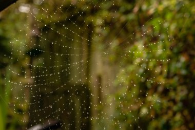Vahşi bir bahçedeki örümceklerin ağındaki çiğ damlalarının güzel bir görüntüsü..