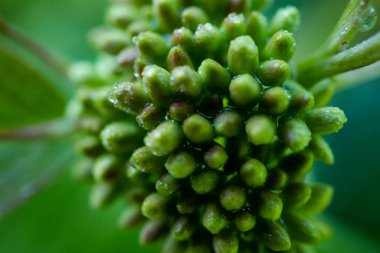 Pennington Flash kır parkındaki bir fabrikada çekilmiş bir çiğ damlası görüntüsü..