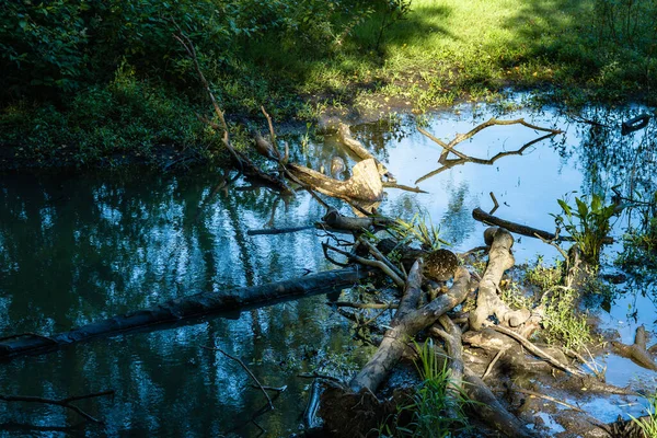 stock image Looking at nature at its finest. Some of the trees have collapsed in the Marshlands creating a beautiful reflection in the water.