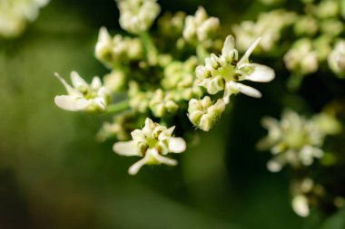 Güzel, canlı bir çiçeğin makro çekimi. Pennington Flash Country Park 'ta doğa yürüyüşü yaparken sonsuz miktarda kaynak materyali..