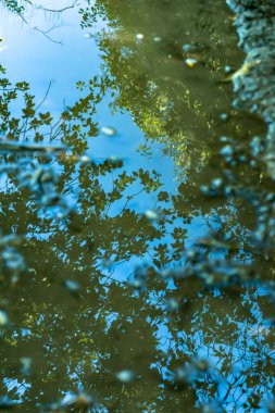 Suyun çevredeki manzarayı yansıtan soyut bir fotoğrafı. Yağmur sonrası matematiğini kullanarak ormanın farklı bir perspektif fotoğrafını çekmek..