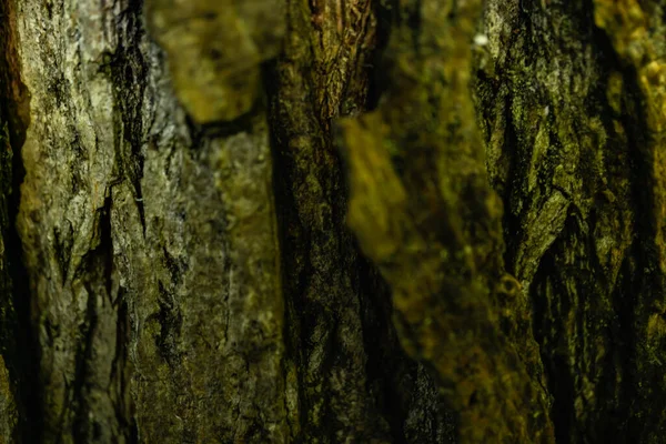 Makro Bild Barken Från Ett Träd Att Kunna Fånga Minsta — Stockfoto