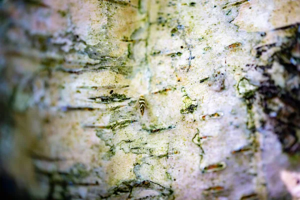 Ett Makrofoto Insekt Barken Att Kunna Fånga Minsta Detalj Hur — Stockfoto