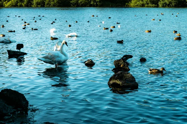 湖畔で自然を楽しむ野生生物 湖にいる間の2羽の白鳥の見事な反射 水の波紋は 白鳥の反射を歪めより多くの深さを作成 — ストック写真