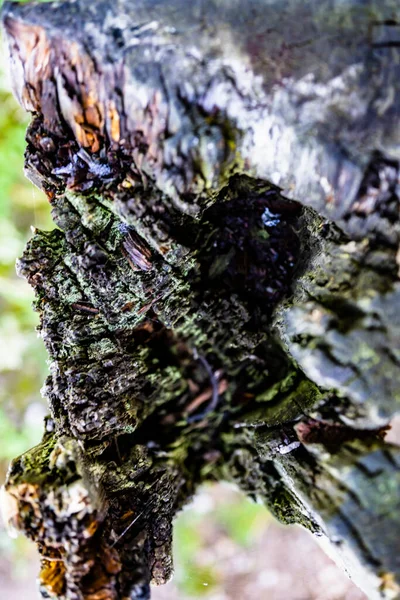 Beau Cliché Que Faune Nature Peuvent Faire Une Clôture Tandis — Photo