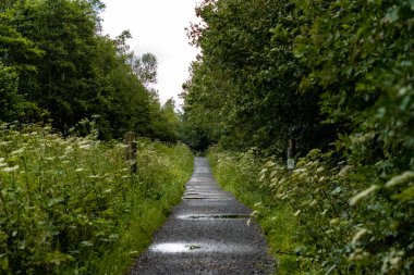 Güzel bir ormanın ortasında sonsuz bir patika. Görünürde sonu olmayan bir orman içinde nefes kesici manzaralı bir doğa yürüyüşü kadar nefes kesici bir şey yok..