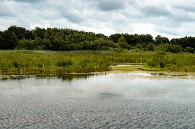 Bataklıkların ortasında güzel bir çevre manzarası var. Orman, nefes kesici manzara ve bataklık. Bataklıkların göz kamaştırıcı yansıması. Orman manzaralı..