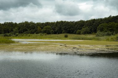 Bataklıkların ortasında güzel bir çevre manzarası var. Bataklıkların göz kamaştırıcı bir yansıması ve manzarada orman var. Orman, nefes kesici manzara ve bataklık..