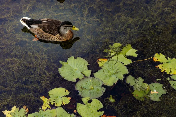 Bataklıkların yanındaki nehirde bir ördek. Yaban ördeği doğa koruma alanında bulundu. Brockholes doğa rezervi, çarpıcı vahşi yaşam barındıran bir göldeki bir köydür..