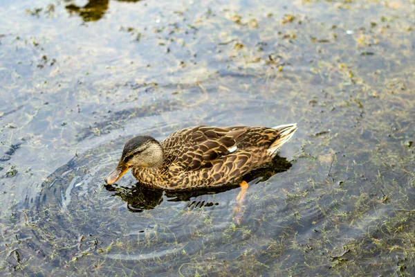 Bataklıkların yanındaki nehirde bir ördek. Yaban ördeği doğa koruma alanında bulundu. Brockholes doğa rezervi, çarpıcı vahşi yaşam barındıran bir göldeki bir köydür..