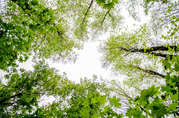 Yoğun meşe orman. Doğa arka plan. Güneşin meşe ormanı.