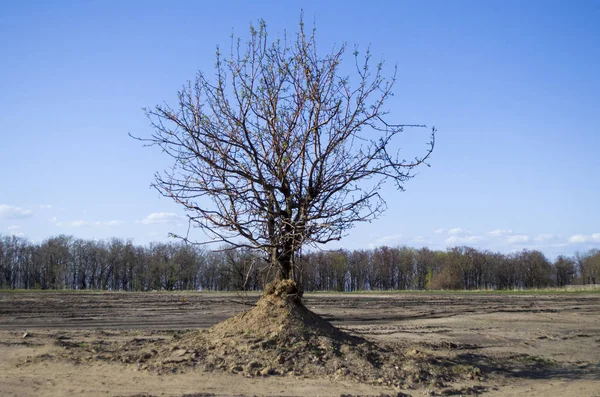 Yalnız ağaç ayakta orman çok uzak. Arka planda bir güzel orman. Açık bahar gökyüzü.