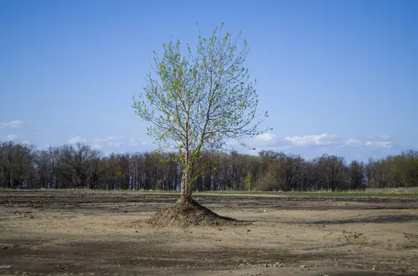 Yalnız ağaç ayakta orman çok uzak. Arka planda bir güzel orman. Açık bahar gökyüzü.