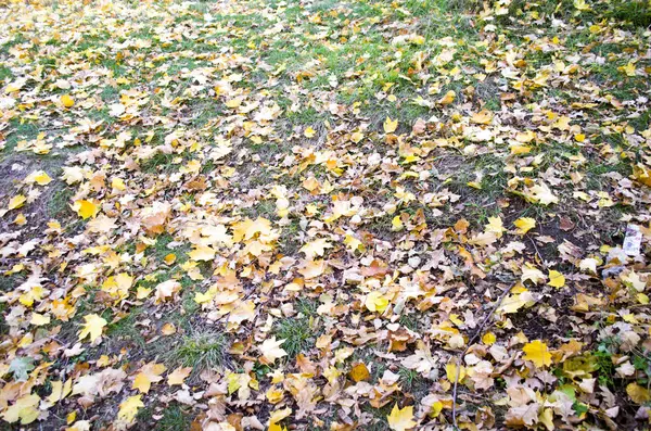 Sonbahar arka plan. Turuncu yaprak yolda yalan makinası. Yola düşen meşe yaprakları