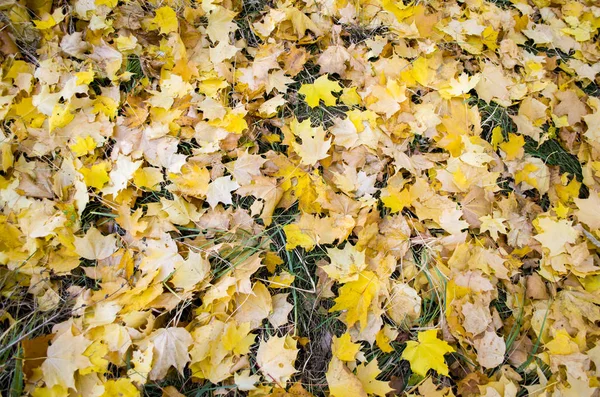 Sonbahar arka plan. Turuncu yaprak yolda yalan makinası. Yola düşen meşe yaprakları