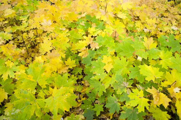 Sonbahar arka plan. Turuncu yaprak yolda yalan makinası. Yola düşen meşe yaprakları
