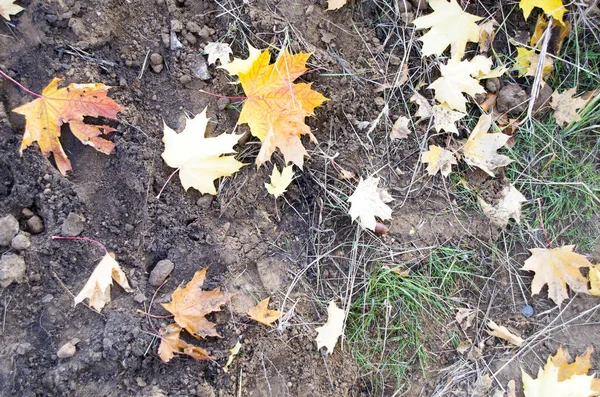 Sonbahar arka plan. Turuncu yaprak yolda yalan makinası. Yola düşen meşe yaprakları