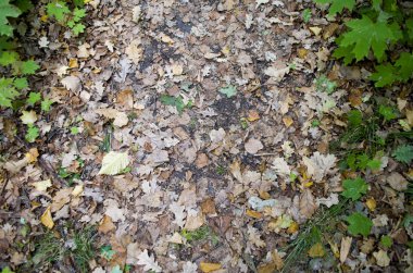 Sonbahar arka plan. Turuncu yaprak yolda yalan makinası. Yola düşen meşe yaprakları