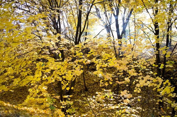 Yoğun meşe orman. Doğa arka plan. Güneşin meşe ormanı.