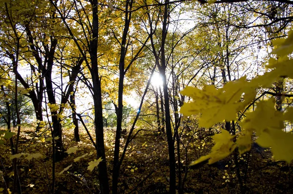Yoğun meşe orman. Doğa arka plan. Güneşin meşe ormanı.