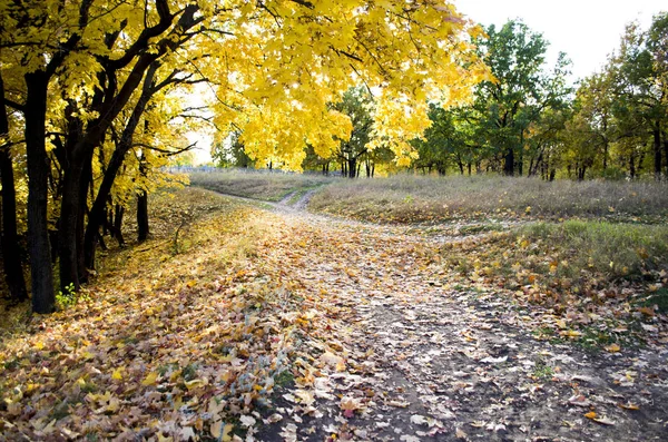 Yoğun meşe orman. Doğa arka plan. Güneşin meşe ormanı.