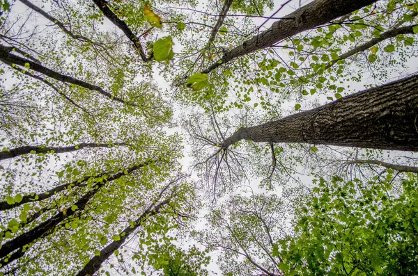 Yoğun meşe orman. Doğa arka plan. Güneşin meşe ormanı.