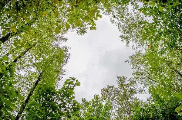 Yoğun meşe orman. Doğa arka plan. Güneşin meşe ormanı.