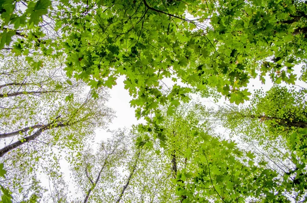 Yoğun meşe orman. Doğa arka plan. Güneşin meşe ormanı.