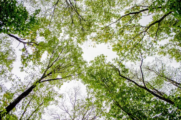 Yoğun meşe orman. Doğa arka plan. Güneşin meşe ormanı.