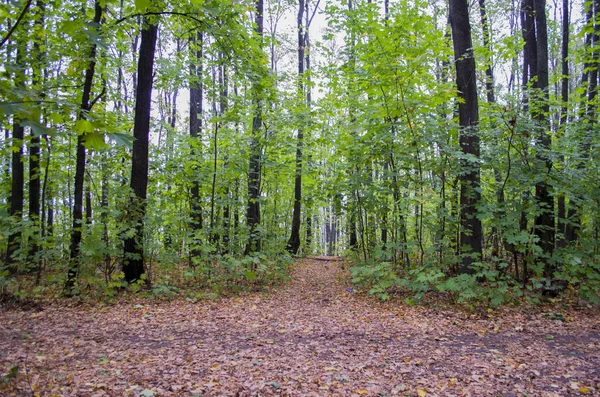 Doğa ile çevrili bir yol. Ormana karanlık yol