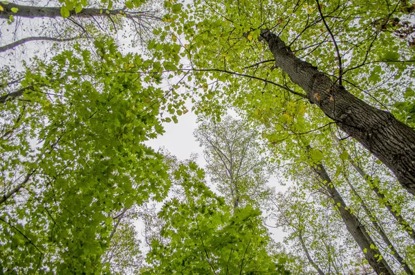 Doğa ile çevrili bir yol. Ormana karanlık yol