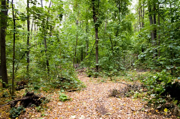 Doğa ile çevrili bir yol. Ormana karanlık yol