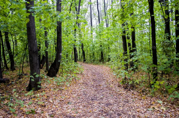 Doğa ile çevrili bir yol. Ormana karanlık yol