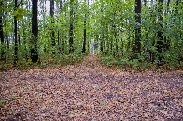 Doğa ile çevrili bir yol. Ormana karanlık yol