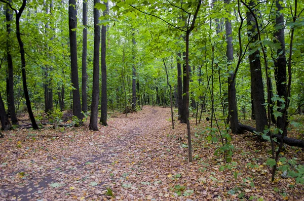 Doğa ile çevrili bir yol. Ormana karanlık yol