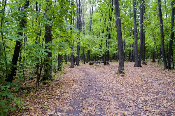 Doğa ile çevrili bir yol. Ormana karanlık yol