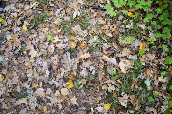 Осенний Фон Сухие Оранжевые Листья Лежат Дороге Падшие Дубовые Листья — стоковое фото