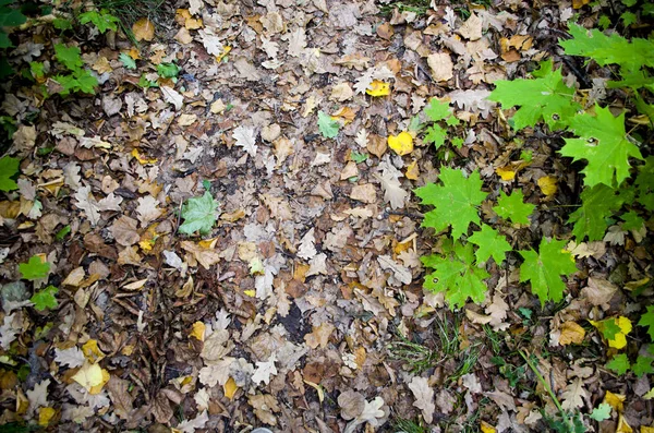 Sonbahar arka plan. Turuncu yaprak yolda yalan makinası. Yola düşen meşe yaprakları