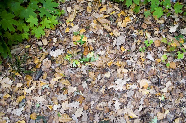 Sonbahar arka plan. Turuncu yaprak yolda yalan makinası. Yola düşen meşe yaprakları