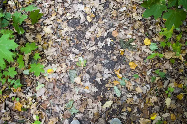 Sonbahar arka plan. Turuncu yaprak yolda yalan makinası. Yola düşen meşe yaprakları