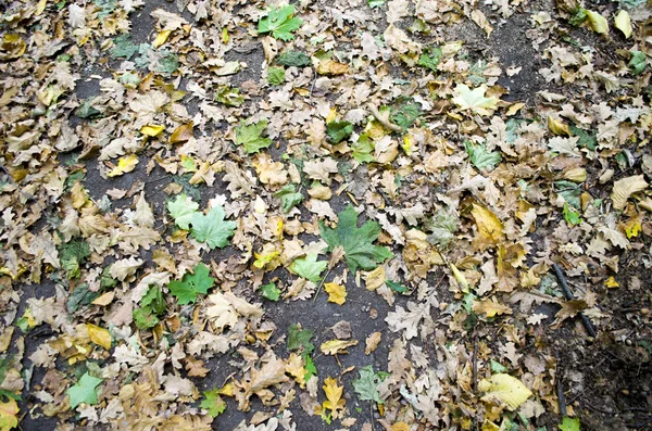 Sonbahar arka plan. Turuncu yaprak yolda yalan makinası. Yola düşen meşe yaprakları